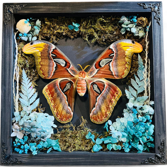 Real Framed Atlas Moth Butterfly Dead Insect Dried Bug Wall Hanging Decor Home