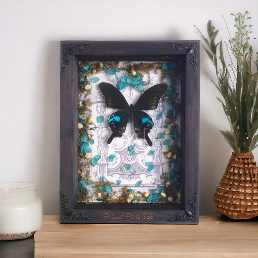 Real butterfly framed - Papilio
